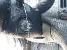 KMHDU4ADXAU****** Salvamento 2010 Hyundai Elantra en Estado de Texas