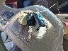 1LNHM81W93Y****** Salvamento 2003 Lincoln Town Car en Estado de Nebraska