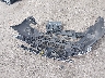 NM0LE7S2XP1****** Wrecked 2023 Ford Transit Connect in Kansas State