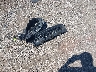 2C3CDXBG2PH****** Destrozados 2023 Dodge Charger en Estado de Carolina del Sur