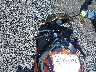 JYARJ04E92A****** Repairable 2002 Yamaha YZF-R6 in New York State