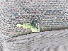 2GCEC19T421****** Salvage 2002 Chevrolet Silverado 1500 in Texas State