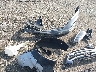 KM8J3CA47JU****** Reparables 2018 Hyundai Tucson