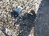2T3BF4DV6BW****** Wrecked 2011 Toyota RAV4 in Ohio State