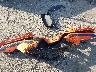 57XAARFA5J8****** Destrozados 2018 Polaris Slingshot en Estado de Nueva York