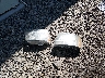 1GNFK23079R****** Wrecked 2009 Chevrolet Tahoe in Delaware State