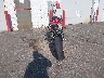 ZDM14BPW1CB****** Salvage and Repairable 2012 Ducati New Superbike (SBK) in New York State