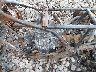 478TE210124****** Usados 2002 Honda Trx250 en Akron Canton