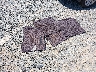 1N6AA06A24N****** Used 2004 Nissan Titan in Virginia State