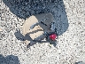 1G6DL5EY0B0****** Wrecked 2011 Cadillac CTS in Ohio State