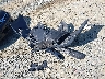 2T1BURHE7FC****** Wrecked 2015 Toyota Corolla in Virginia State