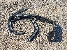 3GNAXHEG8TL****** Wrecked 2026 Chevrolet Equinox in New York State