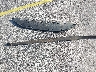 1HGCV1F3XKA****** Wrecked 2019 Honda Accord in Florida State