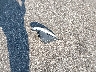 2D4RN4DE2AR****** Wrecked 2010 Dodge Grand Caravan in Minnesota State