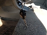 2T1BU4EE2BC****** Salvage 2011 Toyota Corolla in Maryland State