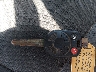 3FAHP0HG3CR****** Salvage 2012 Ford Fusion in Louisiana State