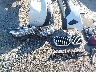 5UX53DP06P9****** Repairable 2023 BMW X3