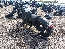 MLHPC560XN5****** Salvamento y Reparables 2022 Honda Rebel 500 en Rec Rides Online Exclusive