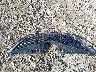 5TDXK3DCXFS****** Destrozados 2015 Toyota Sienna en Estado de Wisconsin