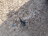 4S3GKAK6XJ1****** Wrecked 2018 Subaru Impreza in Nebraska State