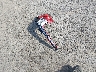 YV4A22PK8K1****** Wrecked 2019 Volvo XC90 in Louisiana State