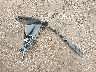 JTHBJ46G682****** Wrecked 2008 Lexus ES 350 in Wisconsin State