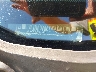 3GNDA13D78S****** Used 2008 Chevrolet HHR in Spokane