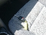 4T4BF1FK8CR****** Salvamento 2012 Toyota Camry en Estado de California