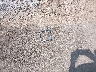 1J8GR48K67C****** Wrecked 2007 Jeep Grand Cherokee in Mississippi State