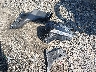 5XXGT4L34LG****** Wrecked 2020 Kia Optima in Virginia State