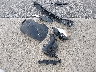 2A4RR8DG3BR****** Wrecked 2011 Chrysler Town & Country in Indiana State