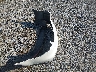 KNAFX4A8XG5****** Repairable 2016 Kia Forte