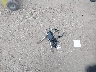 1GYFZCR49RF****** Destrozados 2024 Cadillac XT4 en Estado de Florida