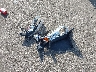 1G8AL55FX7Z****** Wrecked 2007 Saturn Ion in Minnesota State