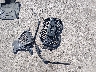 WBA13AR01MC****** Wrecked 2021 BMW M440i in Missouri State