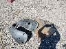5XYPH4A52KG****** Destrozados 2019 Kia Sorento en Estado de Arkansas