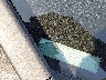 1FM5K7B85DG****** Wrecked 2013 Ford Explorer in New York State