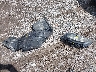19XFC2F51GE****** Wrecked 2016 Honda Civic in Ohio State