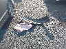 2HGFA168X7H****** Wrecked 2007 Honda Civic in California State