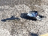 4S4BRCBC1D3****** Destrozados 2013 Subaru Outback en Estado de Texas