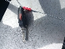 WAUACGFF9F1****** Salvamento 2015 Audi A3 en Estado de Florida