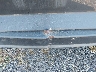 1FDFE4FS0BD****** Reparables 2011 Ford E-450 en Seattle