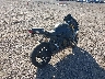JS1GR7MAXE2****** Salvage and Wrecked 2014 Suzuki GSX-R750L in Arizona State