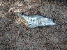 4T1BD1FK4FU****** Wrecked 2015 Toyota Camry Hybrid in Virginia State