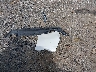 4T1BK1EB3EU****** Destrozados 2014 Toyota Avalon en Estado de Ohio