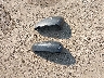 1FMCU9G62NU****** Wrecked 2022 Ford Escape in Indiana State