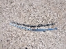 1GYS4DKJ4GR****** Destrozados 2016 Cadillac Escalade en Estado de Nebraska