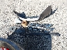 5J6RE4H75BL****** Wrecked 2011 Honda CR-V in Ohio State