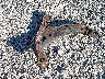 1G1BE5SM0J7****** Wrecked 2018 Chevrolet Cruze in Ohio State