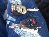 1C3CCBCG9DN****** Salvamento 2013 Chrysler 200 en Estado de Indiana